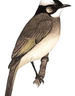 白头鹎 / Light-vented Bulbul / Pycnonotus sinensis