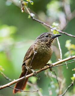 黑嘴树猎雀 / Black-billed Treehunter / Thripadectes melanorhynchus