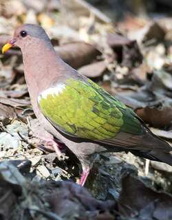 太平洋金鸠 / Pacific Emerald Dove / Chalcophaps longirostris