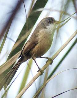 杰氏鹛雀 / Jerdon’s Babbler / Chrysomma altirostre