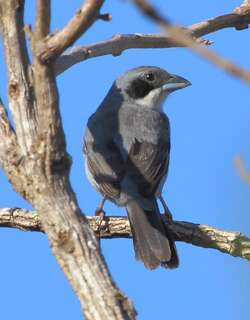 白斑唐纳雀 / Shrike-like Tanager / Neothraupis fasciata