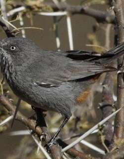 棕臀林莺 / Chestnut-vented Warbler / Curruca subcoerulea