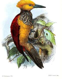 黄脸金背啄木鸟 / Yellow-faced Flameback / Chrysocolaptes xanthocephalus
