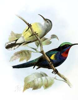 铜喉花蜜鸟 / Copper-throated Sunbird / Leptocoma calcostetha