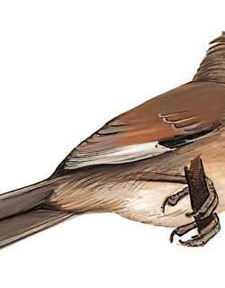 三趾鸦雀 / Three-toed Parrotbill / Cholornis paradoxus