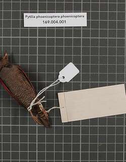 红翅斑腹雀 / Red-winged Pytilia / Pytilia phoenicoptera