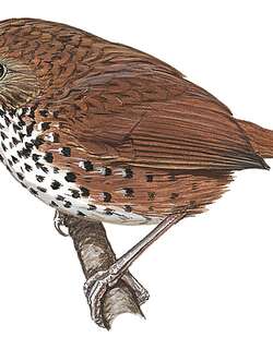 钦山鹩鹛 / Chin Hills Wren-Babbler / Spelaeornis oatesi