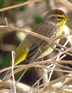 棕榈林莺 / Palm Warbler / Setophaga palmarum