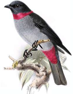 红领伞鸟 / Rose-collared Piha / Lipaugus streptophorus