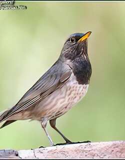 黑颈鸫 / Black-throated Thrush / Turdus atrogularis