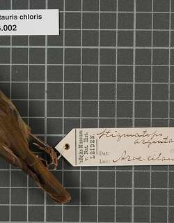 绿岩吸蜜鸟 / Olive Honeyeater / Lichmera argentauris