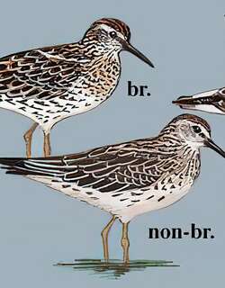 尖尾滨鹬 / Sharp-tailed Sandpiper / Calidris acuminata