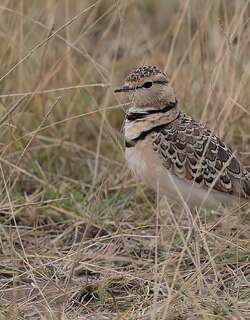 双领斑走鸻 / Double-banded Courser / Rhinoptilus africanus