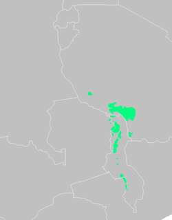 查氏娇莺 / Chapin’s Apalis / Apalis chapini