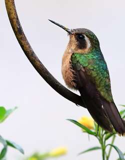 鳞斑蜂鸟 / Speckled Hummingbird / Adelomyia melanogenys