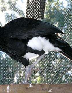 蓝嘴凤冠雉 / Blue-billed Curassow / Crax alberti