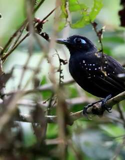 铅色蚁鸟 / Plumbeous Antbird / Myrmelastes hyperythrus