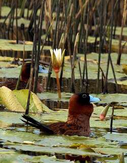 花脸硬尾鸭 / Masked Duck / Nomonyx dominicus