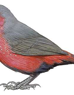 马里火雀 / Mali Firefinch / Lagonosticta virata