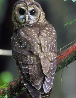 斑林鸮 / Spotted Owl / Strix occidentalis