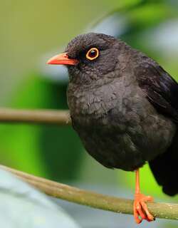 大棕鸫 / Great Thrush / Turdus fuscater