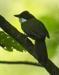 绿纹薮雀 / Green-striped Brushfinch / Arremon virenticeps