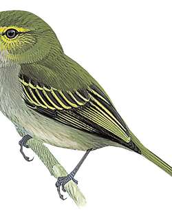 乔科小霸鹟 / Choco Tyrannulet / Zimmerius albigularis