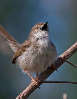 优雅山鹪莺 / Graceful Prinia / Prinia gracilis