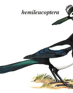 欧亚喜鹊 / Eurasian Magpie / Pica pica