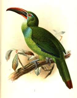 怀氏巨嘴鸟 / Tepui Toucanet / Aulacorhynchus whitelianus