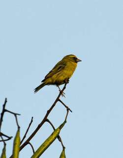 西部丝雀 / Western Citril / Crithagra frontalis