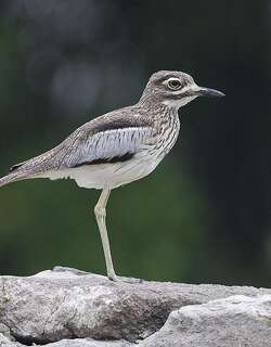 水石鸻 / Water Thick-knee / Burhinus vermiculatus