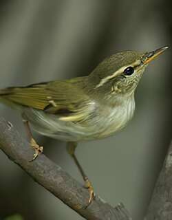 堪察加柳莺 / Kamchatka Leaf Warbler / Phylloscopus examinandus