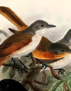 所罗门阔嘴鹟 / Steel-blue Flycatcher / Myiagra ferrocyanea