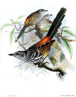 长尾蚁鸟 / East Andean Antbird / Drymophila caudata