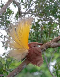 大极乐鸟 / Greater Bird-of-paradise / Paradisaea apoda
