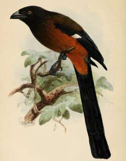 安达曼树鹊 / Andaman Treepie / Dendrocitta bayleii