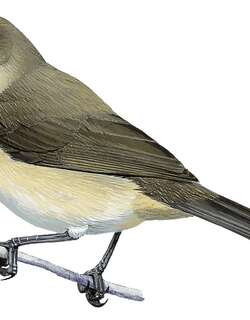 也门林莺 / Yemen Warbler / Curruca buryi
