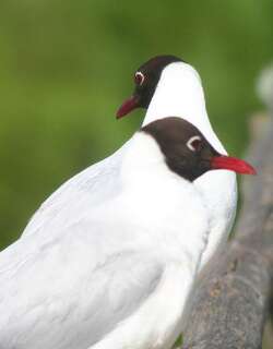 褐头鸥 / Brown-hooded Gull / Chroicocephalus maculipennis