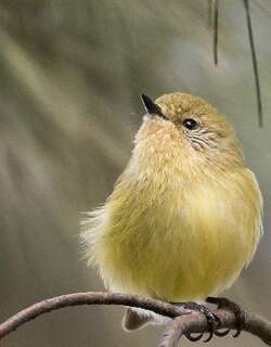 小刺嘴莺 / Yellow Thornbill / Acanthiza nana