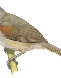 奥利诺科针尾雀 / Rio Orinoco Spinetail / Synallaxis beverlyae