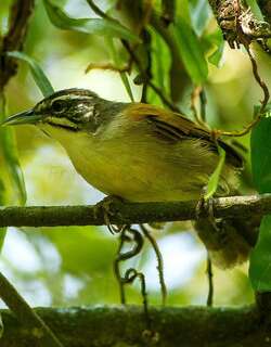 须苇鹪鹩 / Moustached Wren / Pheugopedius genibarbis