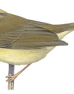 塔卡王森莺 / Tacarcuna Warbler / Basileuterus tacarcunae