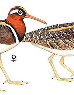 彩鹬 / Greater Painted-snipe / Rostratula benghalensis