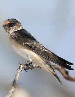 树燕 / Tree Martin / Petrochelidon nigricans