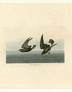 小海燕 / Least Storm Petrel / Oceanodroma microsoma