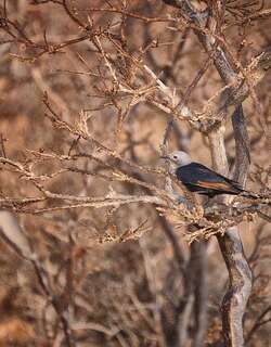 索岛栗翅椋鸟 / Socotra Starling / Onychognathus frater