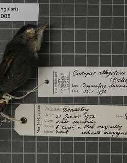 白喉绿霸鹟 / White-throated Pewee / Contopus albogularis