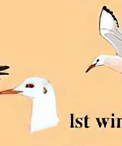 细嘴鸥 / Slender-billed Gull / Chroicocephalus genei