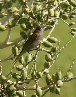 银耳岩吸蜜鸟 / Grey-eared Honeyeater / Lichmera incana